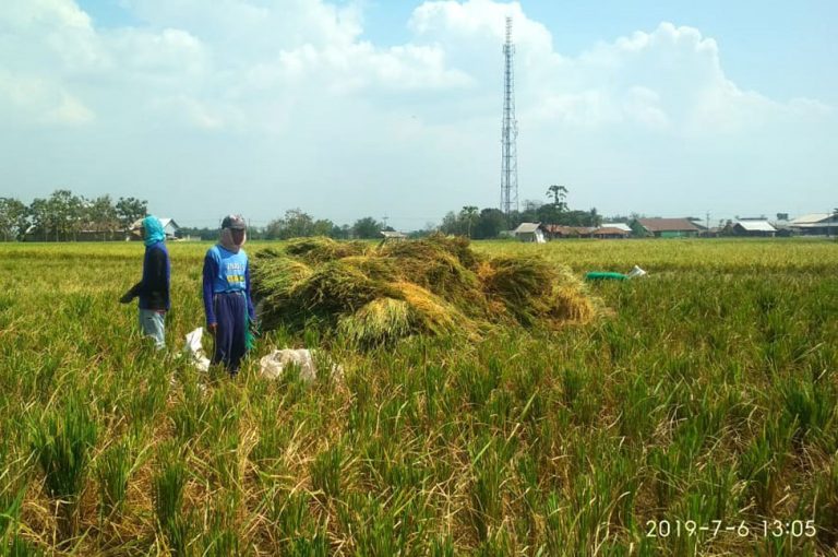 Dampak Kekeringan, Hasil Panen Padi Turun Hingga 40 Persen IndramayuJeh