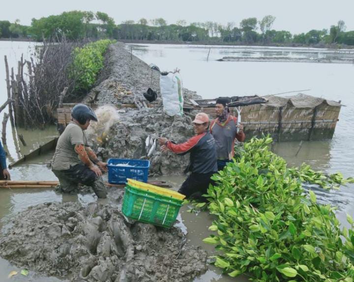 Revitalisasi tambak ikan di Kabupaten Indramayu. Foto: Istimewa